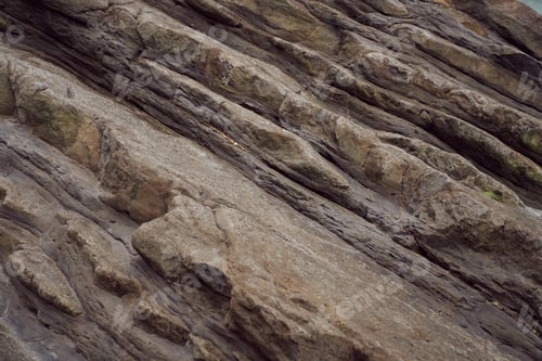 Preview: A Closeup Shot Of Old Tree Bark In A Forest