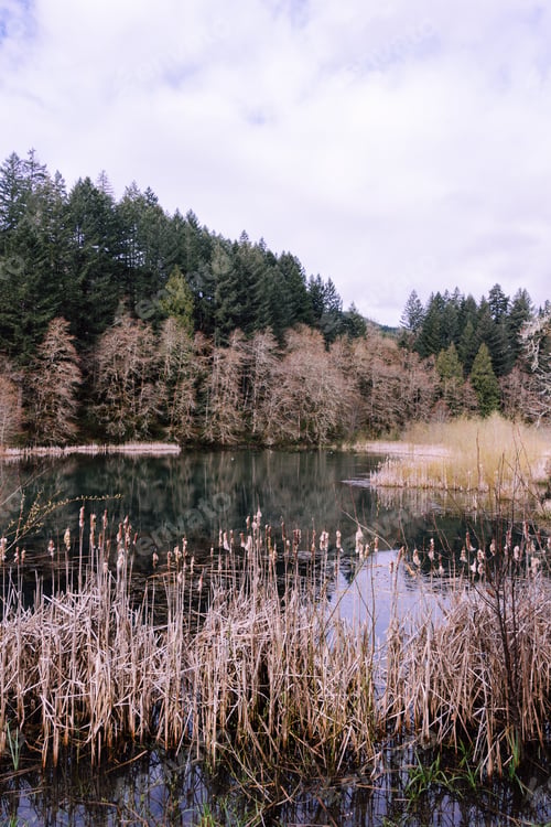 Preview: A Tranquil Scenery Of A Calm Small Lake Located In The Middle Of A Forest