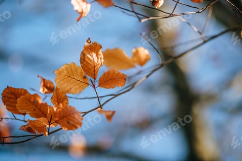 Preview: A Selective Focus Shot Of Autumn Leaves In The Forest In The Daytime