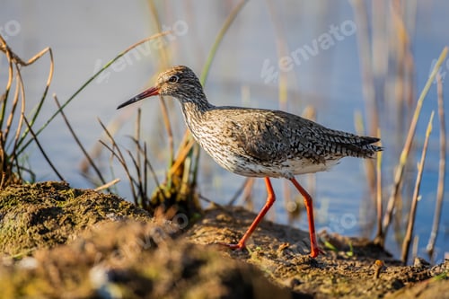 Preview: A Shallow Focus Closeup Shot Of A Small Godwit Bird Near A Lake