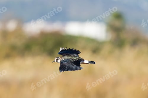Preview: A Selective Focus Shot Of A Northern Lapwing Or Vanellus Vanellus Bird Flying During Daylight