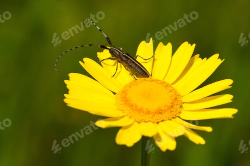 Preview: A Soft Focus Of A Beetle With Long Antennae On A Vibrant Yellow Flower At A Field