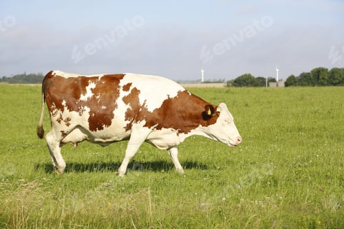 Preview: A Closeup Shot Of A Cow Grazing In A Field On A Sunny Afternoon