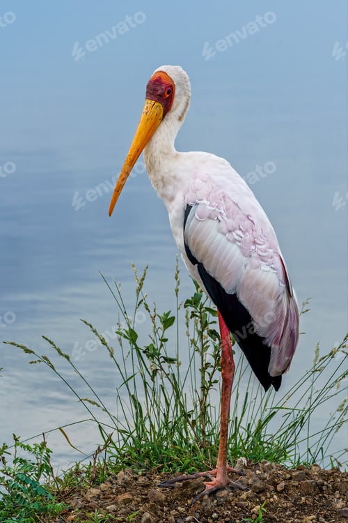 Preview: A Shallow Focus Vertical Shot Of A Painted Stork Standing On The Ground With Lake Water In The