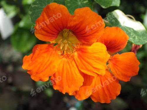 Preview: A Close Up Shot Of A Nasturtium Flower In The Garden On A Sunny Day In Summertime