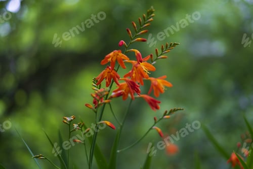 Preview: A Selective Focus Shot Of Beautiful Crocosmia Flowers Blooming In A Garden