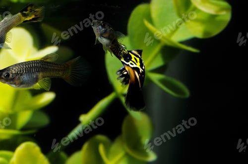 Preview: A Beautiful Closeup Of Different Kinds Of Fish Swimming Next To The Decorative Plants In The
