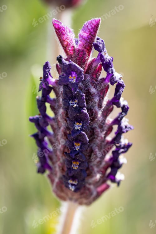 Preview: A Vertical Shot Of A Purple Laventer On A Blurry Background