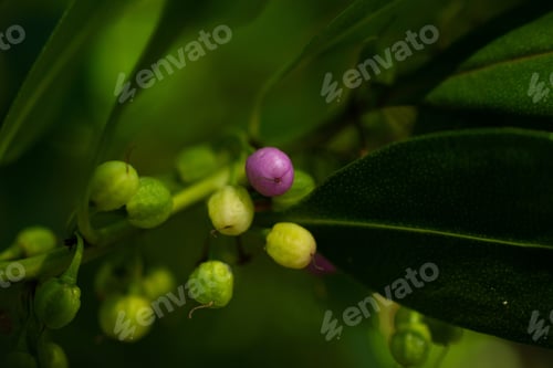 Preview: A Purple Fruit Amidst A Sea Of Green. Photo Of Tiny Fruits On A Branch