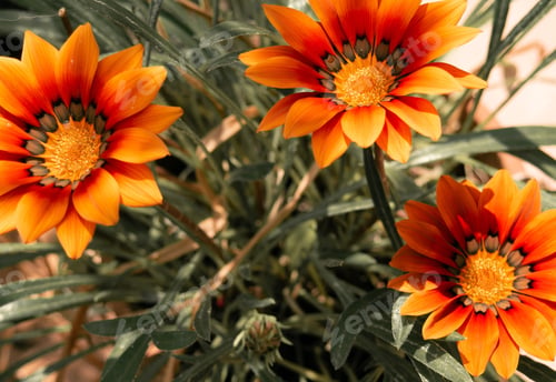 Preview: A Selective Focus Shot Of The Orange Gazania Flowers In The Garden