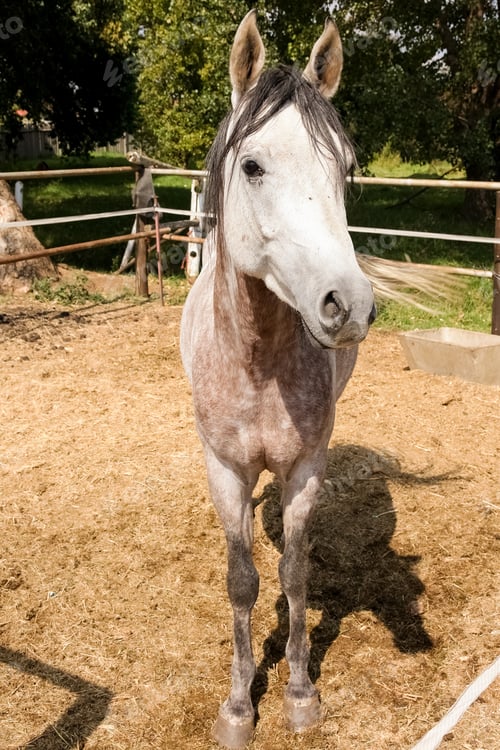 Preview: A Vertical Shot Of A Single Horse On A Farm Near Handmade Metal Fence