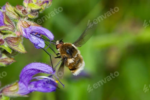 Preview: A Soft Focus Of A Bee Gathering Nectar From On A Purple Flower At A Meadow