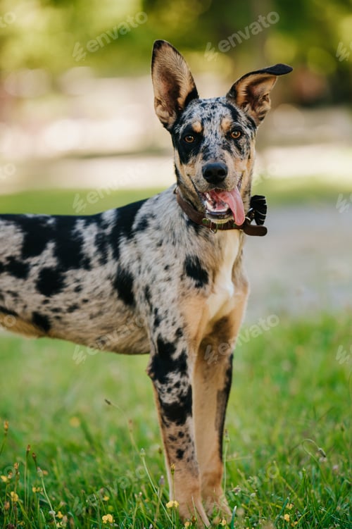 Preview: A Vertical Shot Of Catahoula Leopard Dog With Collar In The Park