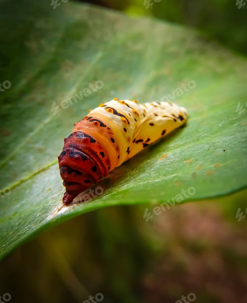 Preview: A Closeup Shot Of Colorful Caterpillar On A Leaf