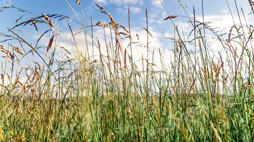 Preview: A Closeup Shot Of Cereals In A Field Against The Blue Sky