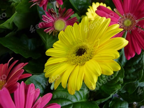 Preview: A Selective Focus Shot Of Beautiful Yellow Gerbera
