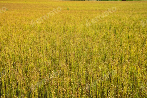 Preview: Cultivation Of Wheat, Land In Maransart (Belgium)