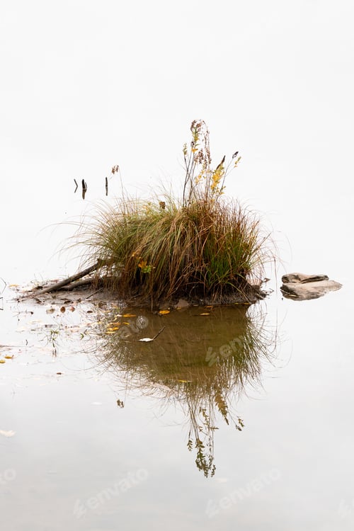 Preview: A Vertical Shot Of Dry Grass Reflecting In A Lake