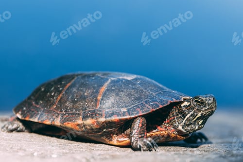 Preview: A Painted Turtle On A Rock With A Blurred Blue Background