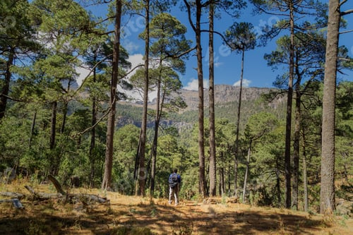Preview: A Male Hiker With A Backpack Hiking Through The Forests Of Iztaccihuatl In Mexico