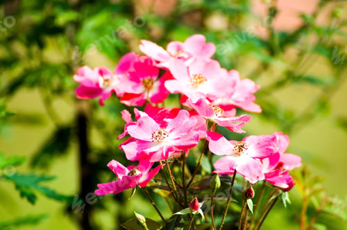 Preview: A Closeup Shot Of Beautiful Pink Rosa Rubiginosa Flowers With A Blurred Background