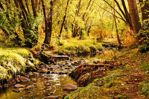 Preview: Autumn Landscape With Gentle Creek Through A Forest