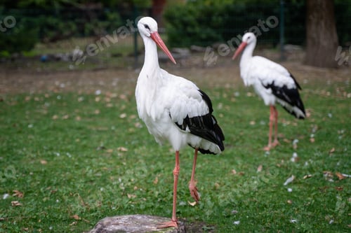 Preview: A Closeup Shot Of Two White Storks In The Garden