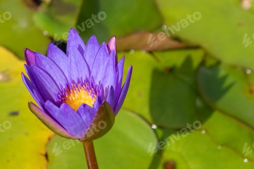 Preview: A High Angle Focus Shot Of A Beautiful Lotus Flower