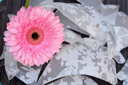 Preview: A Shallow Focus Closeup Shot Of A Pink Barberton Daisy Flower And A White Decorated Ribbon