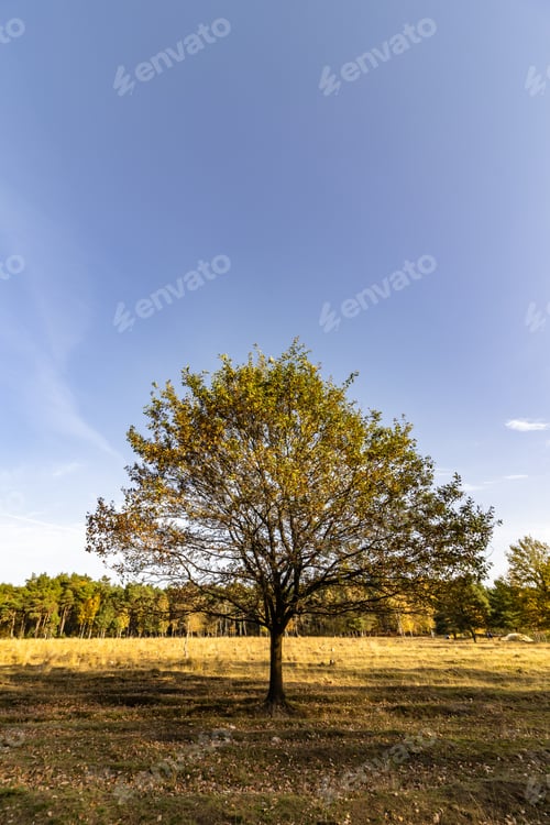 Preview: A Tree In A Meadow Under The Sunlight