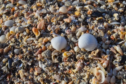 Preview: A Closeup Shot Of Seashells On A Beach In Elafonisi, Crete, Greece