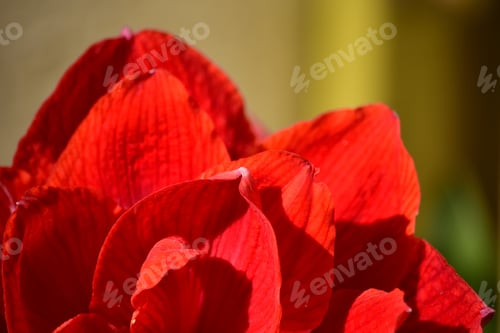 Preview: Red Nymph Amaryllis Grown In A Roof Garden, Red Double Flower Blossoming, Opening To Full Bloom