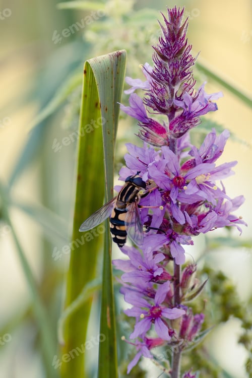 Preview: A Closeup Vertical Shot Of A Wasp On A Purple Flower With A Blurred Natural Background