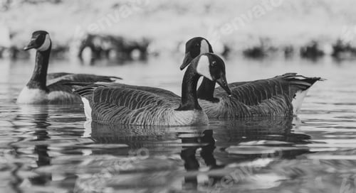 Preview: A Grayscale Closeup Shot Of Two Ducks In The Water