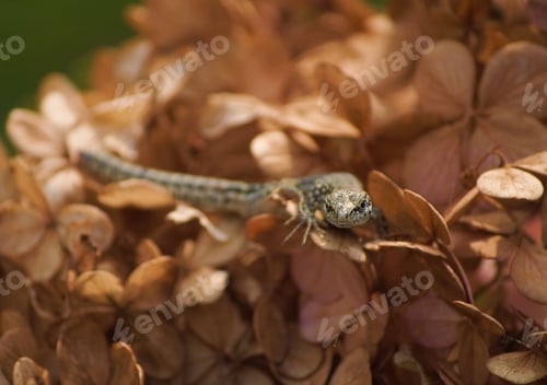 Preview: A Selective Focus Shot Of A Lizard On Brown Leaves With A Green Background