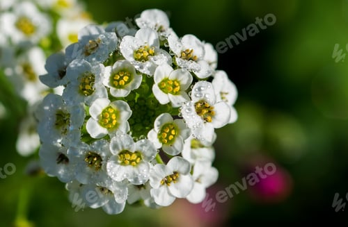 Preview: A Shallow Focus Shot Of A Bunch Of Young White Sweet Alyssum Flowers (Lobularia Maritima)