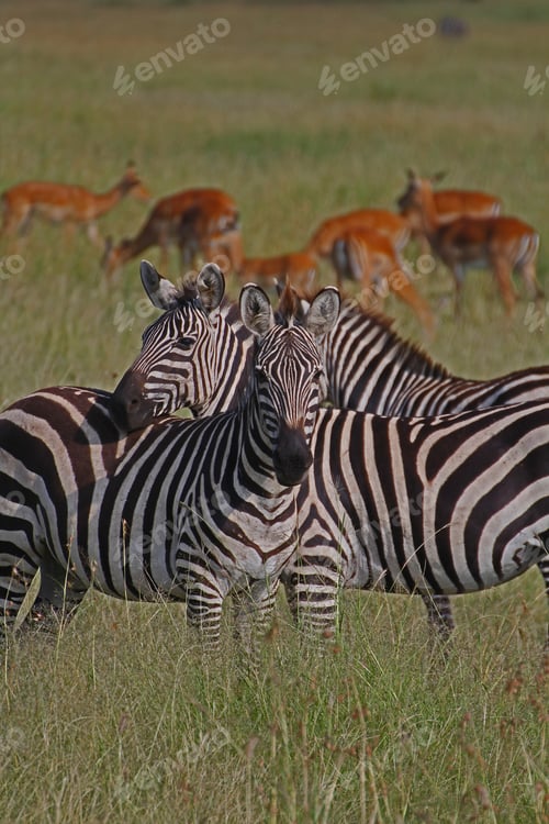Preview: A Vertical Shocute Couple Of Plains Zebras In Serengeti National Park, Tanzania