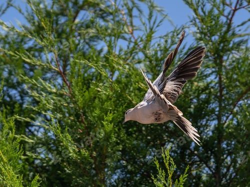 Preview: A Low Angle Closeup Shot Of A Pigeon In Flight In Front Of Green Trees Under The Blue Sky