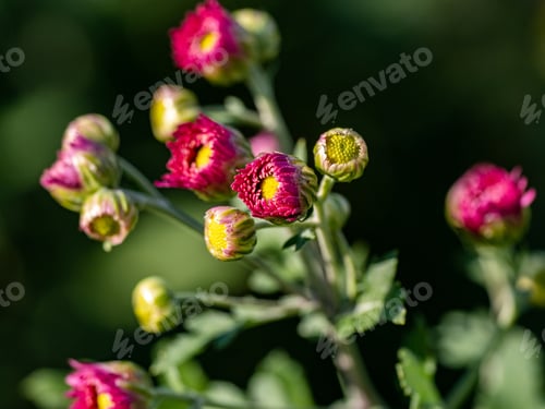 Preview: A Closeup Shot Of Tiny Yellow And Pink Flowers In The Field - Perfect For The Background