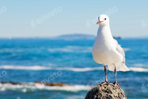 Preview: A Selective Focus Shot Of A White Seagull In A Stone