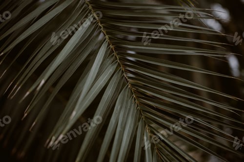Preview: A Closeup Shot Of Green Palm Tree Leaf With Dark Background