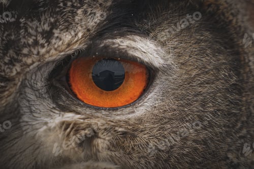 Preview: A Closeup Shot Of The Eye Of A Eurasian Eagle Owl In Daytime
