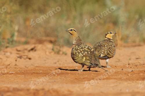 Preview: A Closeup Shot Of A Group Of Pin-Tailed Sandgrouse On A Desert