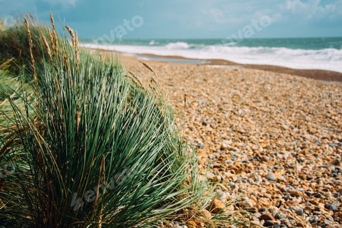 Preview: A Selective Focus Of Rocky Beach With Grass And Wavy Ocean Shining Under The Sun Rays
