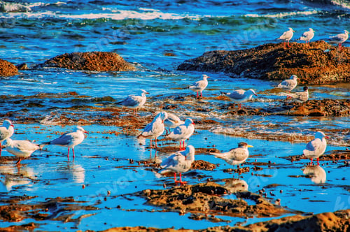 Preview: A High Angle Shot Of Seabirds Enjoying Their Natural Habitat On A Beautiful Bright Day