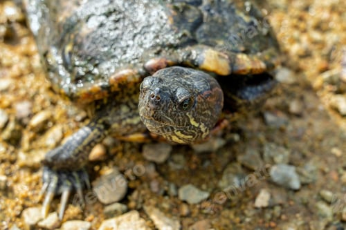 Preview: A Closeup Shot Of A Cute Turtle On The Ground With A Blurred Background
