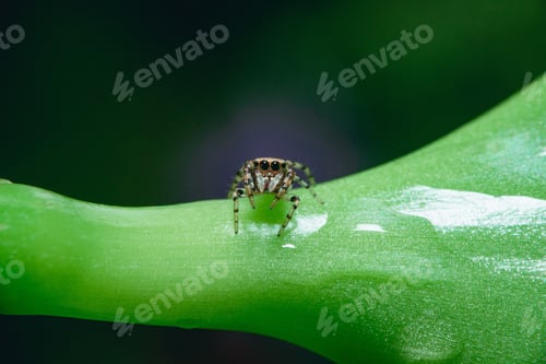 Preview: A Closeup Shot Of A Tiny Jumping Spider On A Wet Fresh Plant Foliage