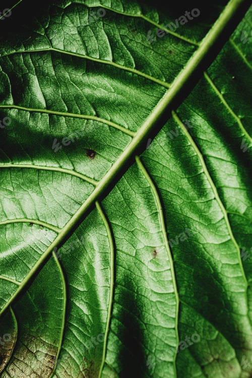 Preview: A Vertical Macro Shot Of A Green Leaf