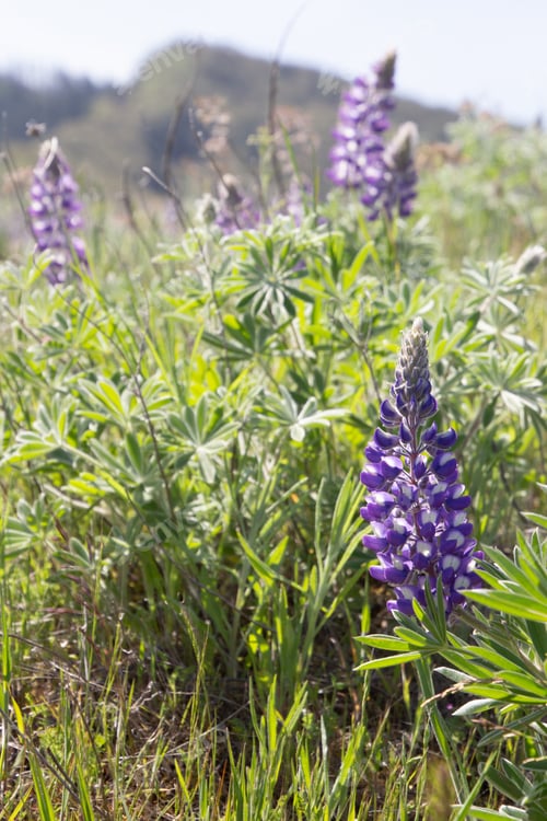 Preview: A Vertical Closeup Shot Of Wild Purple Flowers In A Green Field