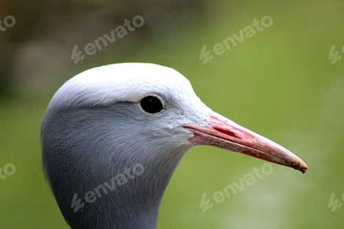 Preview: A Closeup Shot Of A Bird'S Head On Green Blurred Background